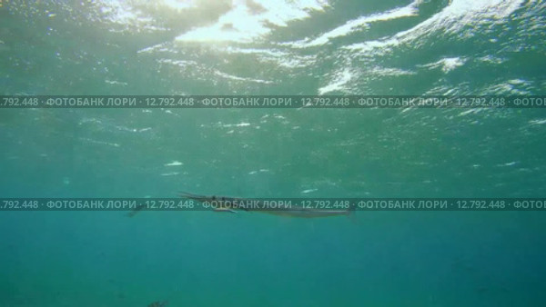 Рыбы чистильщики (Aspidontus taeniat) чистят морскую щуку Саргана (Belone belone) на коралловом рифе, Красное море, Марса-эль-Алам, бухта Абу-Дабаб, Египет. Стоковое видео, видеограф Некрасов Андрей / Фотобанк Лори