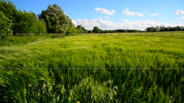 Rye field and trees during a strong wind. Стоковое видео, видеограф Володина Ольга / Фотобанк Лори
