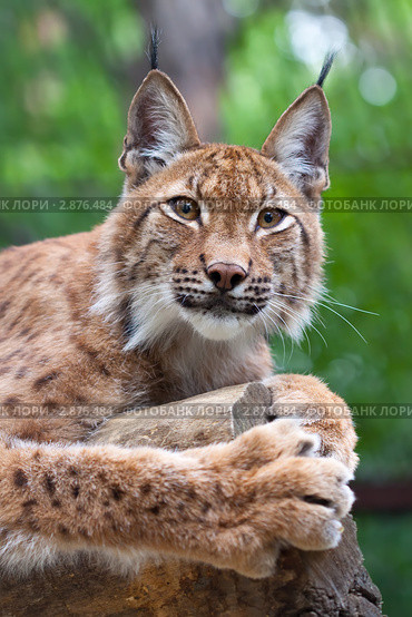 Рысь (Lynx lynx) Стоковое фото, фотограф Яков Филимонов / Фотобанк Лори
