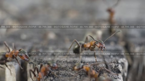 Рыжие лесные муравьи (Formica rufa) на пне, макросъемка. Стоковое видео, видеограф Mixail59 / Фотобанк Лори