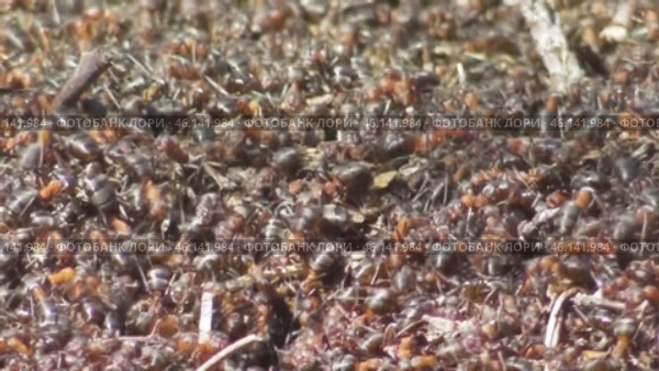Рыжие лесные муравьи Formica rufa в муравейнике. Стоковое видео, видеограф Александр Мамонтов / Фотобанк Лори
