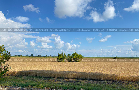 Ржаное поле. Хутор Коржевский, Краснодарский край. Стоковое фото, фотограф Мария Кылосова / Фотобанк Лори