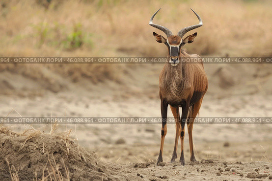 Sable antelope standing on a river bank in africa. Стоковое AI-изображение, AI-художник Иван Рябоконь / Фотобанк Лори