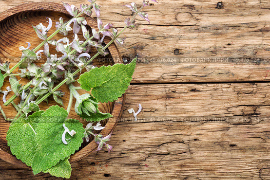 Sage leaves on old wooden background.Salvia officinalis. Sage leaves on wooden table. Стоковое фото, агентство Ingram Publishing / Фотобанк Лори