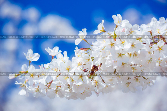 Sakura cherry Blossoms with sun beam. Стоковое фото, агентство Ingram Publishing / Фотобанк Лори