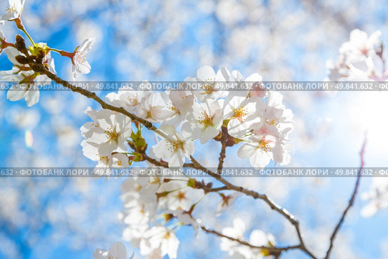 Sakura cherry Blossoms with sun beam. Стоковое фото, агентство Ingram Publishing / Фотобанк Лори