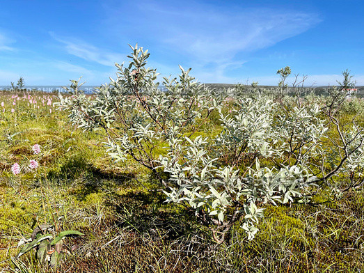 Salix lapponum L. (семейство Salicaceae). Ива лапландская в горах Северного Урала (2021 год). Стоковое фото, фотограф Овчинникова Ирина / Фотобанк Лори