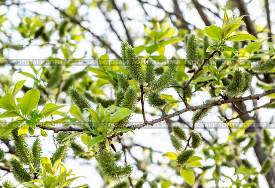 Salix sitchensis or Sitka willow close up in russian far east. Стоковое фото, фотограф Татьяна Терехина / Фотобанк Лори