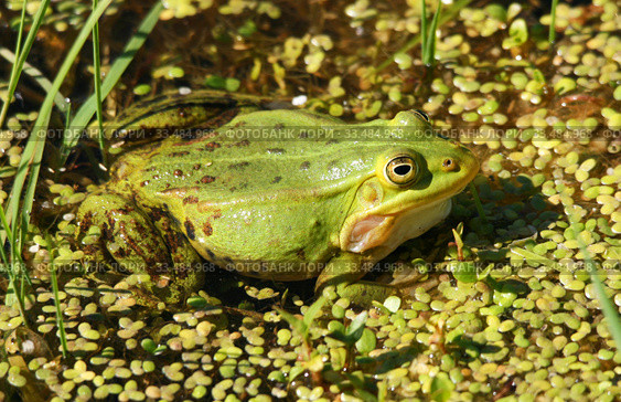 Самец лягушки прудовой (Rana Lessonae, Pelophylax lessonae) Стоковое фото, фотограф Щеголева Ольга / Фотобанк Лори