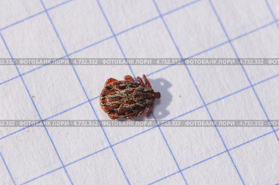 Самец таёжного клеща (лат. Ixodes persulcatus)- переносчика энцефалита со спинной стороны на клетчатом фоне. Стоковое фото, фотограф Иванова Анастасия / Фотобанк Лори