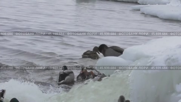 Самец утки мандаринки Aix galericulata, зимующий в стае крякв. Стоковое видео, видеограф Александр Мамонтов / Фотобанк Лори