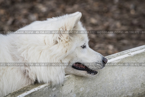 Samoyed family dog with fluffy white fur looking playful in the fall. Стоковое фото, агентство Ingram Publishing / Фотобанк Лори