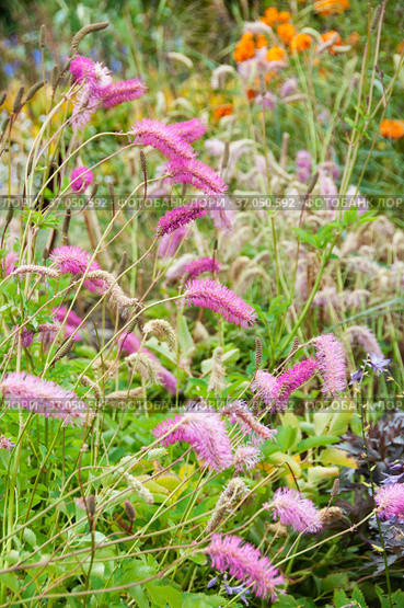 Sanguisorba obtusa, Burnet, Japanese Burnet, Japanese Bottlebrush plants in bloom. Стоковое фото, фотограф Короленко Елена / Фотобанк Лори