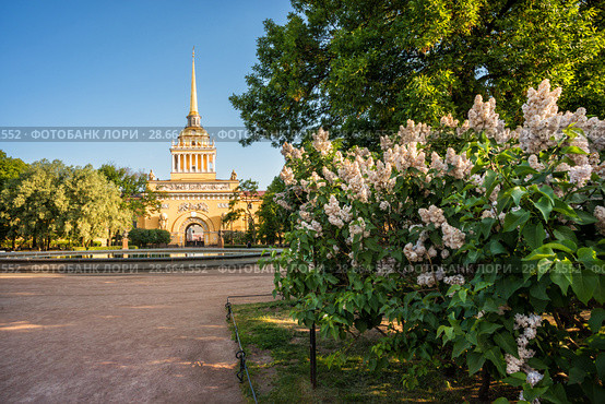Санкт-Петербург. Адмиралтейство и сирень. Bushes of white lilacs near the Admiralty (2018 год). Стоковое фото, фотограф Baturina Yuliya / Фотобанк Лори