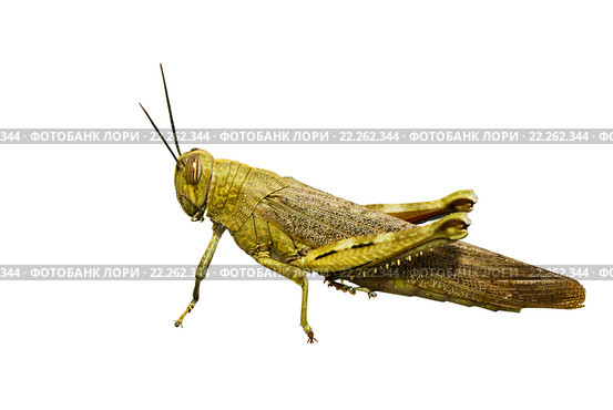 Саранча Locusta migratoria, изолировано на белом фоне. Стоковое фото, фотограф Инна Грязнова / Фотобанк Лори