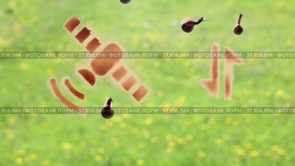Satellite internet service and 4g mobile internet is compared on example of snails crawling on glass with icons. Стоковое видео, видеограф Владимир Григорьев / Фотобанк Лори