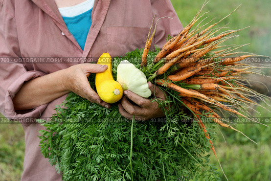 Сбор урожая овощей./ The harvest of vegetables. Стоковое фото, фотограф Наталья Баранова / Фотобанк Лори