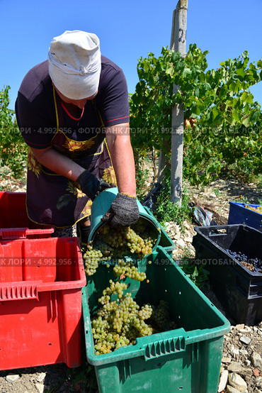 Сборщицы белого винограда Pinot Blanc (Пино Блан), на плантации Абрау Дюрсо, Новороссийск (2013 год). Редакционное фото, фотограф Игорь Архипов / Фотобанк Лори