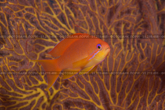 Scalefin anthias fish Beqa Lagoon, Fiji. Terry Moore/Stocktrek Images/TASS. Стоковое фото, агентство ТАСС / Фотобанк Лори