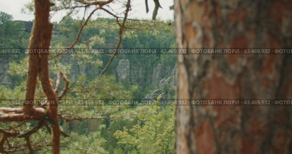 Scenic view of a dense forest with rocky formations and a distant view of the treetops under a clear sky in summer day. Стоковое видео, видеограф Ольга Сухарева / Фотобанк Лори