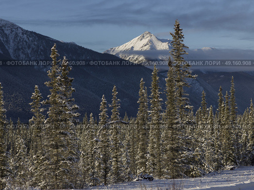 Scenic view of trees with mountain range in the background, Alaska Highway, Northern Rockies Regional Municipality, British Columbia, Canada. Стоковое фото, агентство Ingram Publishing / Фотобанк Лори