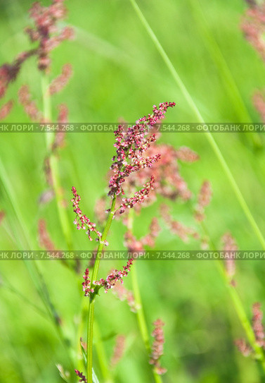 Щавель кислый, или обыкновенный (Rumex acetosa) Стоковое фото, фотограф Алёшина Оксана / Фотобанк Лори