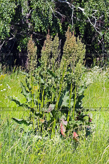Щавель конский (Rumex confertus) Стоковое фото, фотограф Евгений Мухортов / Фотобанк Лори