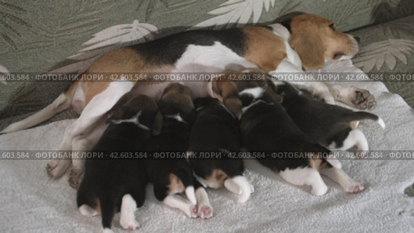 Щенки сосут молоко у матери. Group puppies sucking milk from mom dog. Puppies breed beagle age 24 days. Стоковое видео, видеограф EStarodubov / Фотобанк Лори