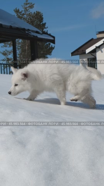 Щенок Белой Швейцарской Овчарки / Vertical slow motion video of a small White Swiss Shepherd Dog puppy walks and plays in a snowy garden in a cottage village in winter. Стоковое видео, видеограф Сергей Пристяжнюк (Serg Zastavkin) / Фотобанк Лори
