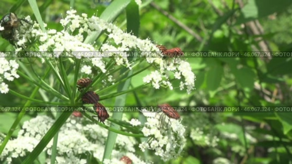 Щитник линейчатый или Клоп итальянский Graphosoma italicum. Стоковое видео, видеограф Александр Мамонтов / Фотобанк Лори