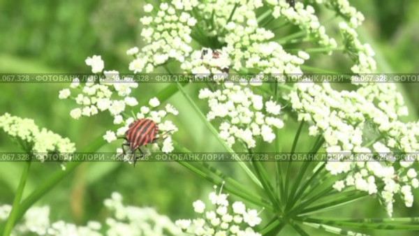 Щитник линейчатый или Клоп итальянский Graphosoma italicum. Стоковое видео, видеограф Александр Мамонтов / Фотобанк Лори