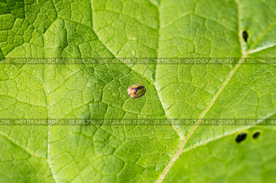 Щитоноска зубчатокрылая (Cassida vibex or Cassida denticollis) сидит на зеленом листе. Стоковое фото, фотограф Евгений Ткачёв / Фотобанк Лори