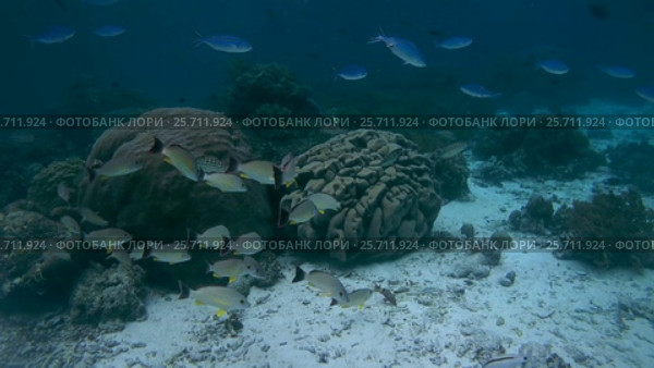 School of fish, Flame-colored Snapper - Lutjanus fulvus, Oceania, Indonesia, Southeast Asia. Стоковое видео, видеограф Некрасов Андрей / Фотобанк Лори