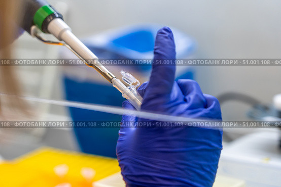 Scientist pipetting sample into vial for DNA testing. Scientist loads samples DNA monkeypox amplification by PCR into plastic strip tubes. Biochemistry specialist works with lab equipment. Стоковое фото, фотограф Данила Большаков / Фотобанк Лори