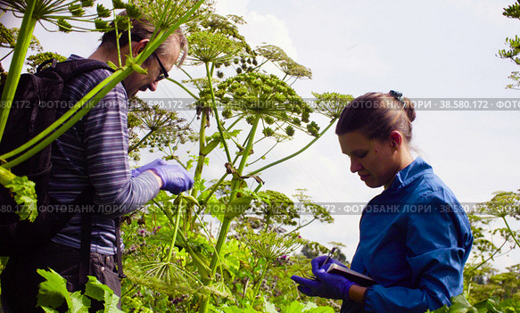 Scientists ecologist man and woman examining plant. Стоковое фото, фотограф Chudakov_Ivan / Фотобанк Лори