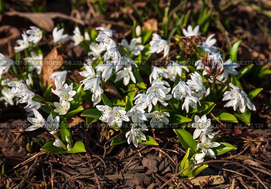 Scilla siberica. Стоковое фото, фотограф Юлия Бабкина / Фотобанк Лори