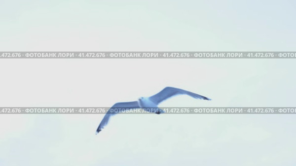 sea gull flies behind the ship in the blue sky. Стоковое видео, видеограф Андрей Знаменский / Фотобанк Лори