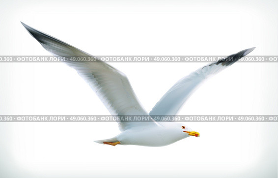 Sea gull, vector icon. Стоковая иллюстрация, агентство Ingram Publishing / Фотобанк Лори