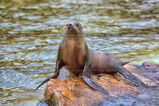 Sea Lion. Стоковое фото, фотограф Анна Кривицкая / Фотобанк Лори