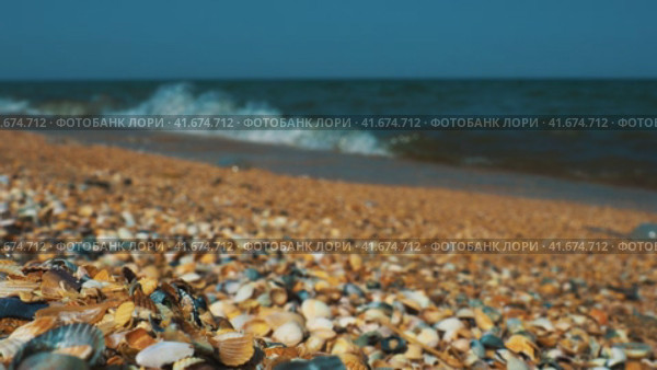 Sea shell beach in sunlight. Shimmering sea wave foams on sand Azov beach. Cerastoderma lamarcki, Hypanis colorata, Anadara inaequivalvis, Mytilus galloprovincialis, gastropods of bivalve molluscs. Стоковое видео, видеограф Юлия Петровская / Фотобанк Лори