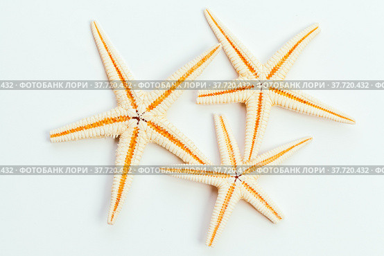 sea stars isolated on white background creative photo. Стоковое фото, фотограф Сергей Толмачёв / Фотобанк Лори