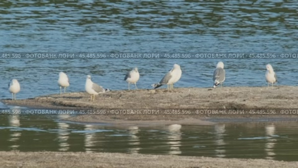 Seagulls on lake shore. Стоковое видео, видеограф Михаил Коханчиков / Фотобанк Лори
