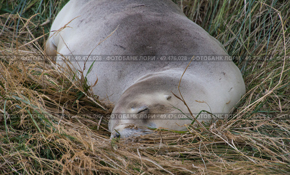 Sealion asleep in the grass. Стоковое фото, агентство Ingram Publishing / Фотобанк Лори