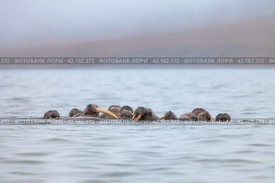 Seascape with a herd of walruses (Odobenus rosmarus). Foggy weather. There are many walruses in the water with large tusks. Wildlife of the Arctic. Nature and animals of Chukotka. Far East of Russia. Стоковое фото, фотограф Андрей Степанов / Фотобанк Лори