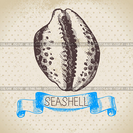 Seashell hand drawn sketch. Vintage illustration. Стоковая иллюстрация, агентство Ingram Publishing / Фотобанк Лори
