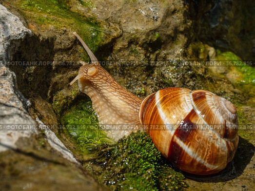 Съедобная улитка или эскарго ползёт по камням. Edible snail or escargot (Helix pomatia) crawls on the rock. Стоковое фото, фотограф Евгений Романов / Фотобанк Лори