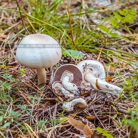 Съедобный гриб - Шампиньон кривой (Agaricus abruptibulbus) на хвойной подстилке. в сосновом лесу. Новосибирская область, Западная Сибирь. Стоковое фото, фотограф Евгений Мухортов / Фотобанк Лори