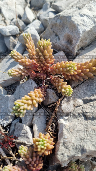 Sedum hispanicum is a succulent plant of the Crassulaceae family. It is distinguished by its fleshy, densely arranged leaves that form dense rosette-shaped inflorescences. It is often found on rocky slopes, in rock crevices and among pebbles, where it survives well due to its drought resistance.A close-up of a wild Spanish sedum growing among rocks. The succulent fleshy leaves are colored in green-pink shades and form dense spike-shaped shoots. The plant is well adapted to life in harsh conditions, symbolizing resilience, minimalism and the beauty of wild nature. The photographs are ideal for illustrations on the topics of botany, ecology, landscape design, sustainability of nature and ornamental plants. Стоковое фото, фотограф Анна Кривицкая / Фотобанк Лори