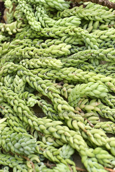 Sedum morganianum. Стоковое фото, фотограф Анна Кривицкая / Фотобанк Лори