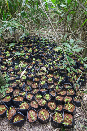 Seedling grow, nature park outdoor. Стоковое фото, агентство Ingram Publishing / Фотобанк Лори